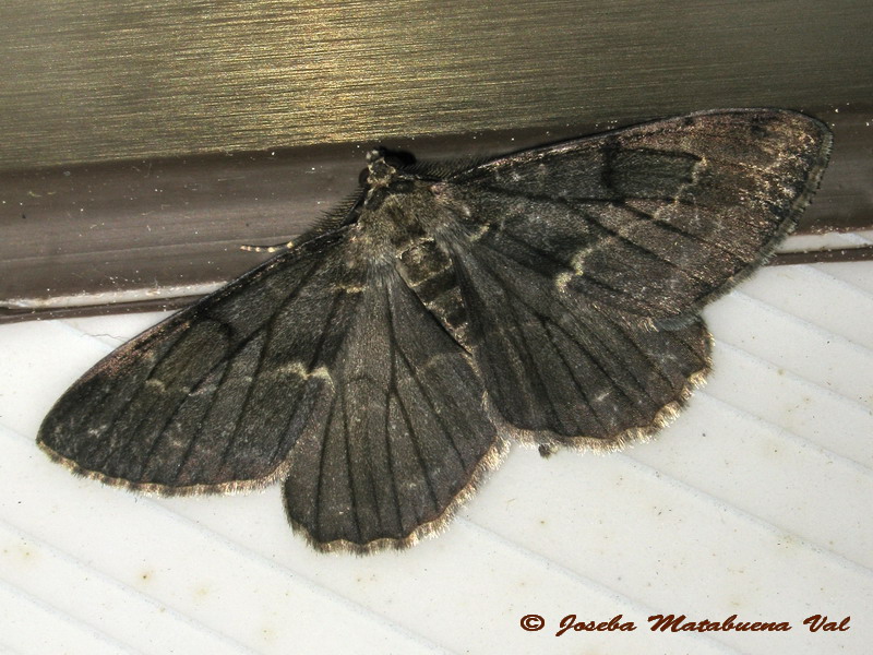 Peribatodes rhomboidaria f. rebeli (Geometridae)